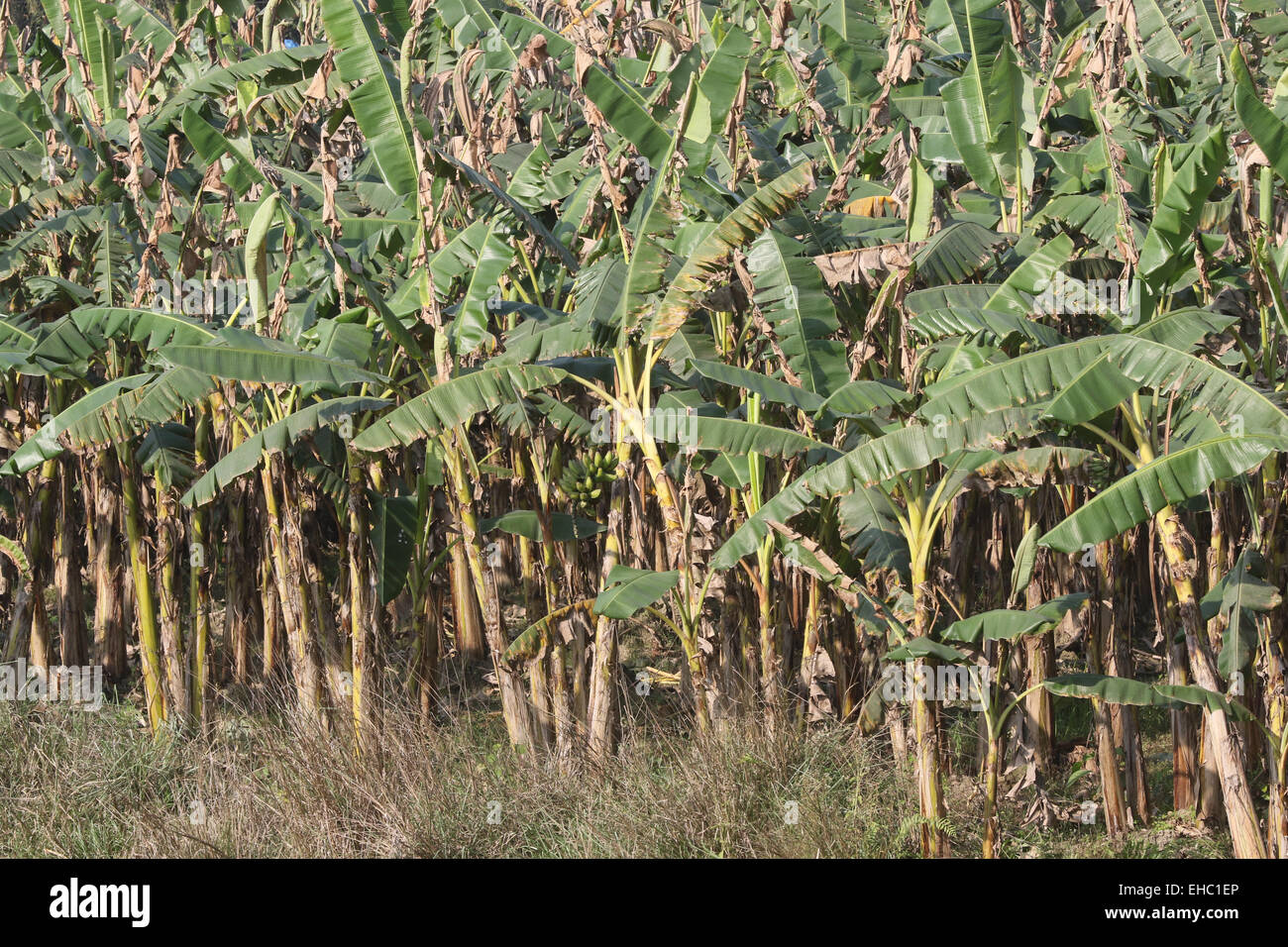 Bananenstaude Stockfoto