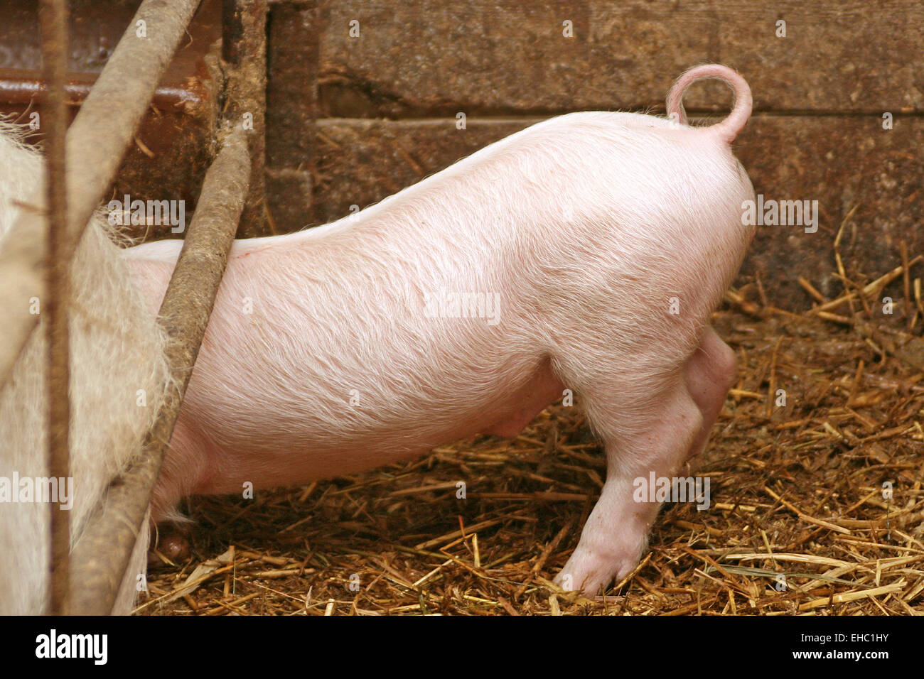 Inländische Pic Stockfoto