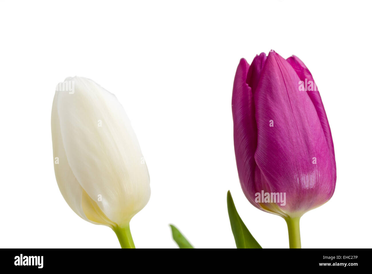 weiße und violette Tulpen isoliert Stockfoto