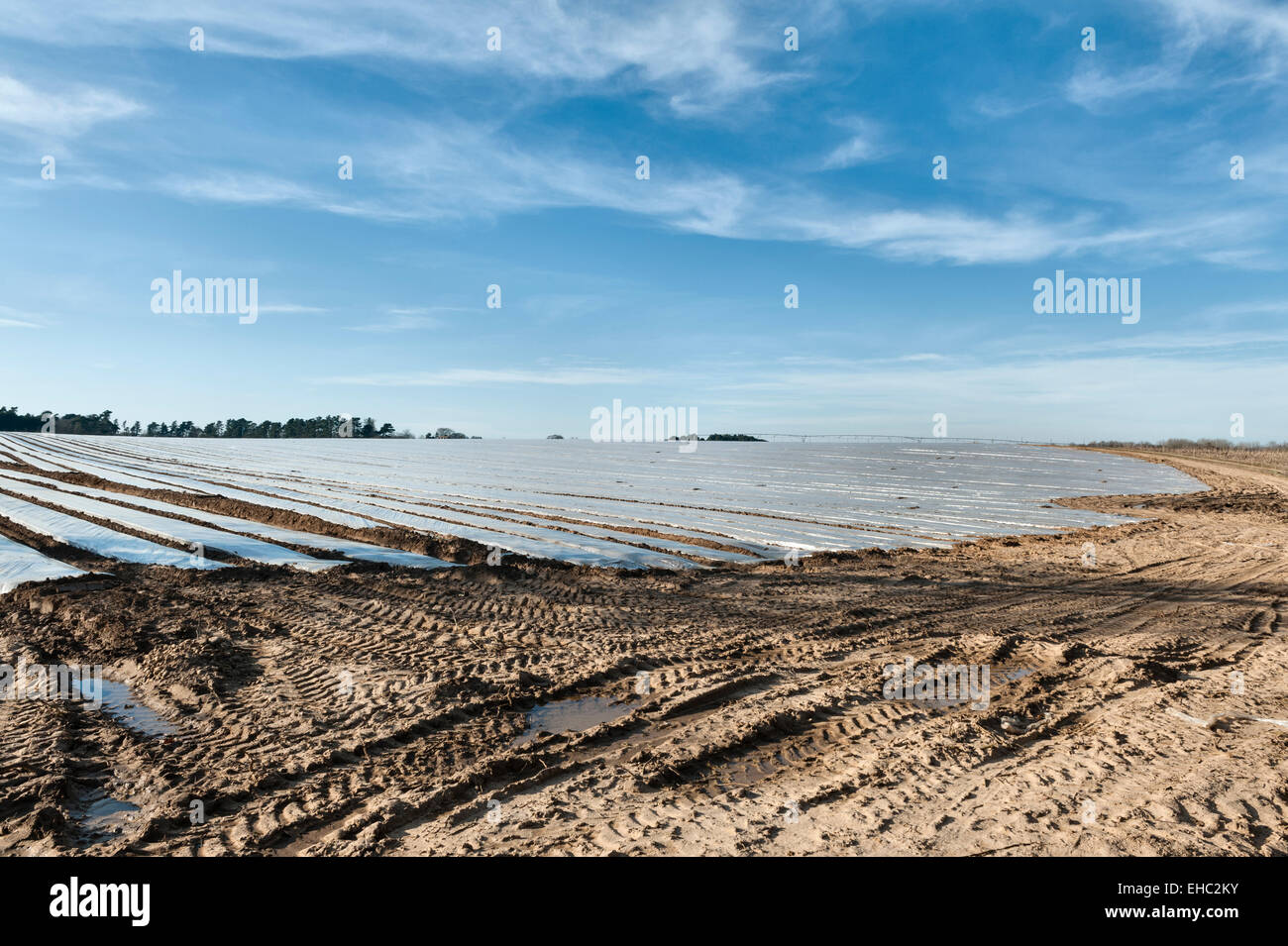 Suffolk, UK. Bereich abgedeckt in Plastik Mulch (Folie), auf leichten sandigen Böden verwendet, um Wasser zu sparen und die Erde zu wärmen Stockfoto