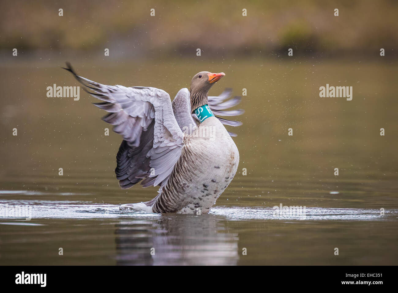 Graugans (Anser Anser) markiert mit einem Kragen, im Wasser plantschen. Stockfoto