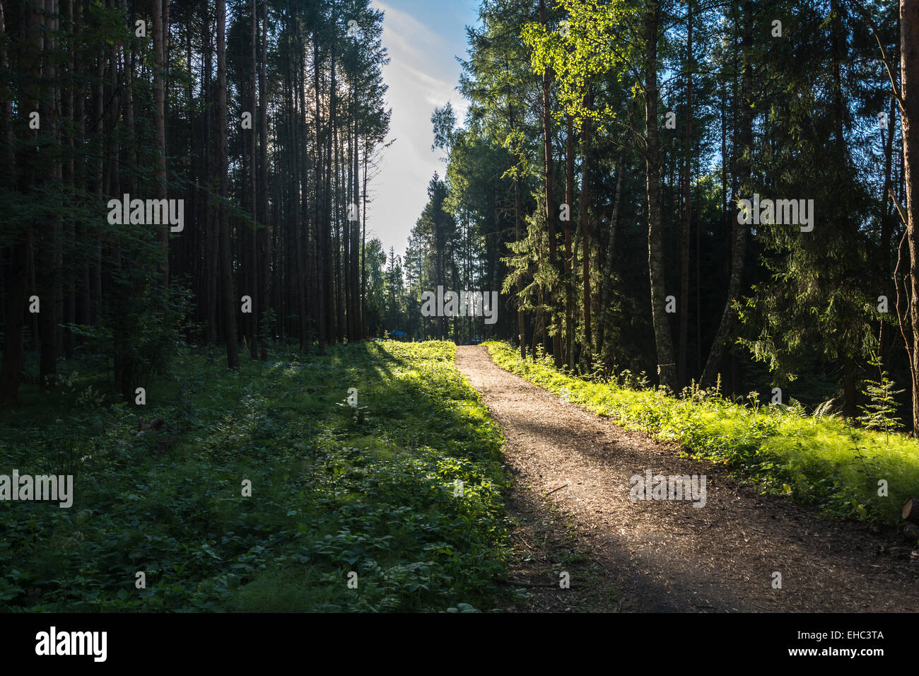 Sonniger Weg in den dichten Nadelwald an einem Sommertag. Stockfoto