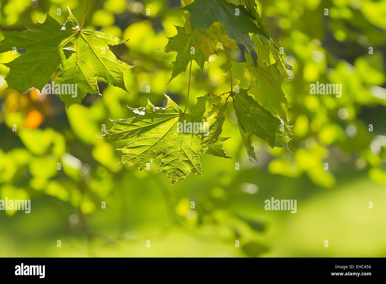 Saisonale Hintergrundbild mit Herbst Ahorn Blätter. Stockfoto