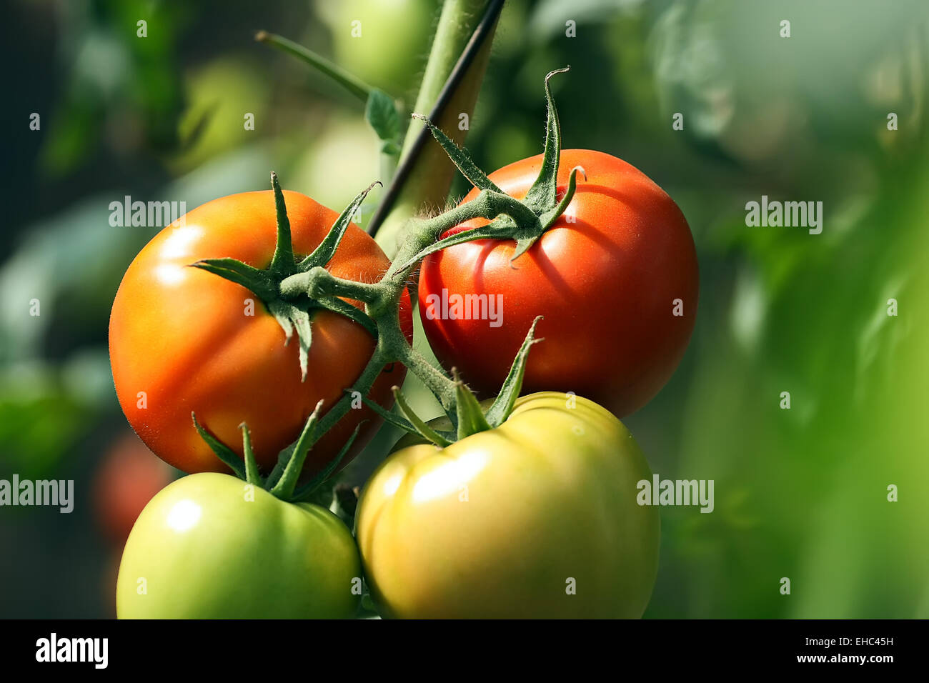 Rote und grüne Tomaten auf eine Zweig-Nahaufnahme Stockfoto