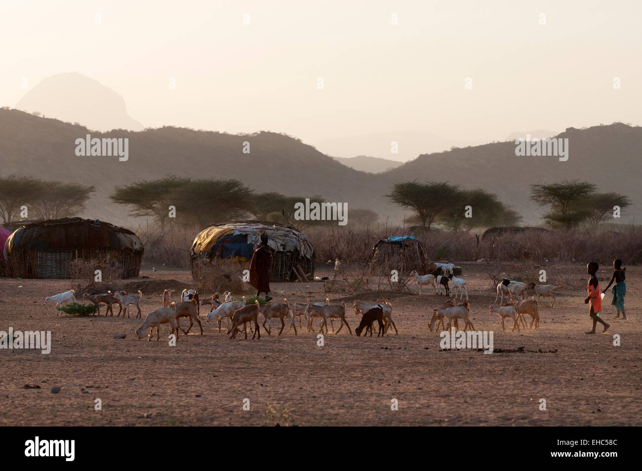 Ziegen kommen zurück in einem Samburu-Dorf im Leisamis Bereich, Kenia Stockfoto