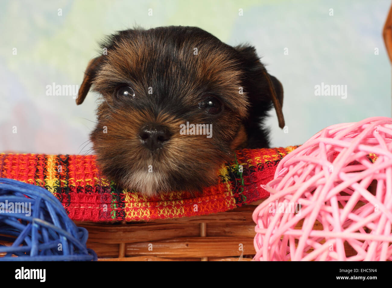 Yorkshire Terrier Welpen Stockfoto
