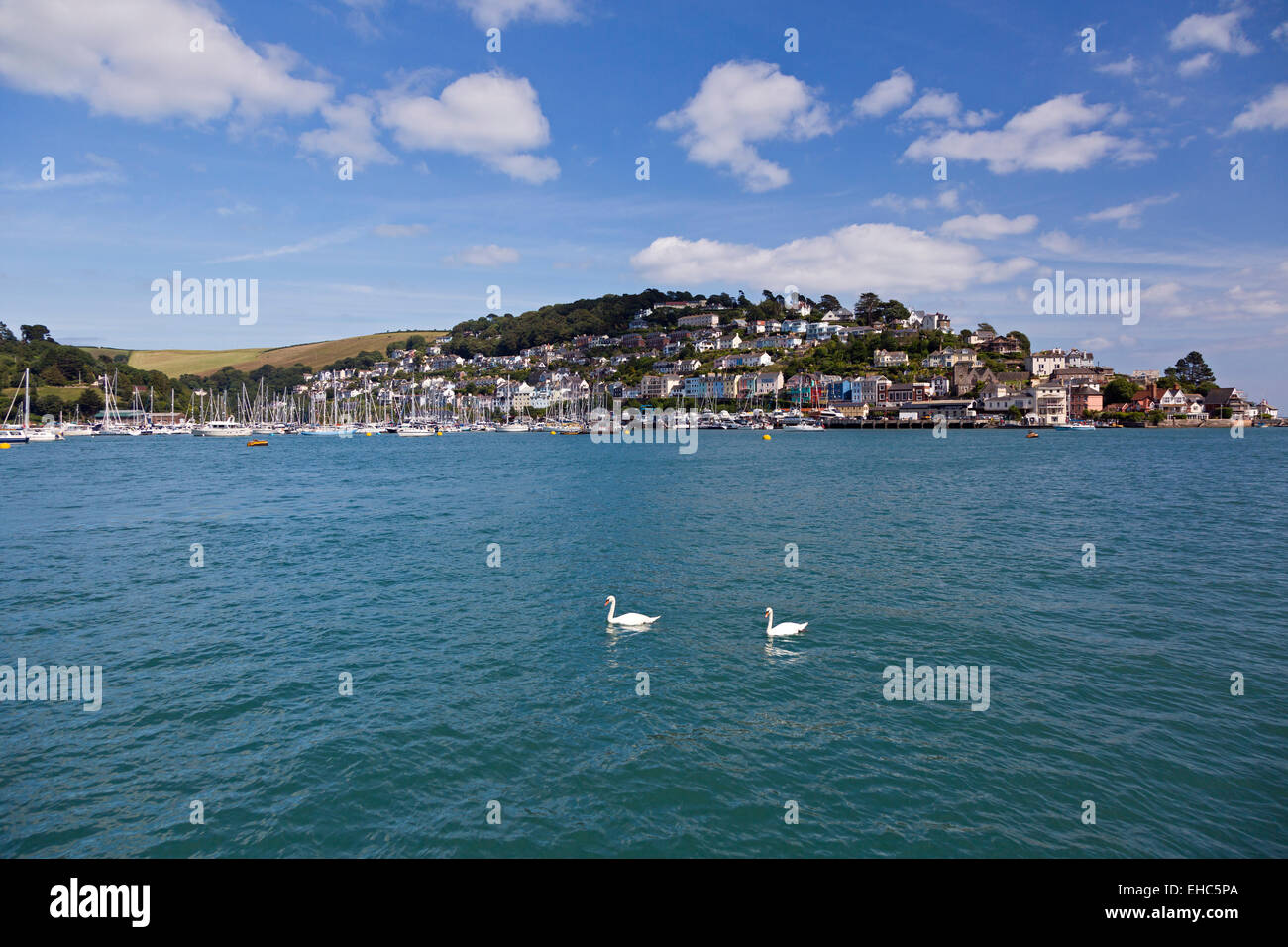 Kingswear aus Dartmouth, South Hams, Devon, Südwestengland, UK, zwei Schwäne, schwimmen auf dem Fluss Dart im Vordergrund Stockfoto