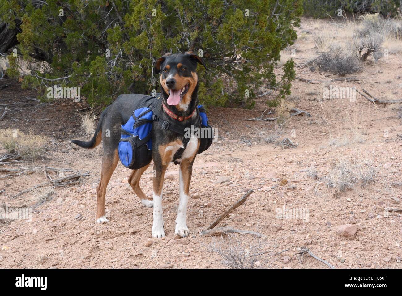 Hund mit Rucksack, Prüfungen Gegend San Ysidro, New-Mexico - USA Stockfoto