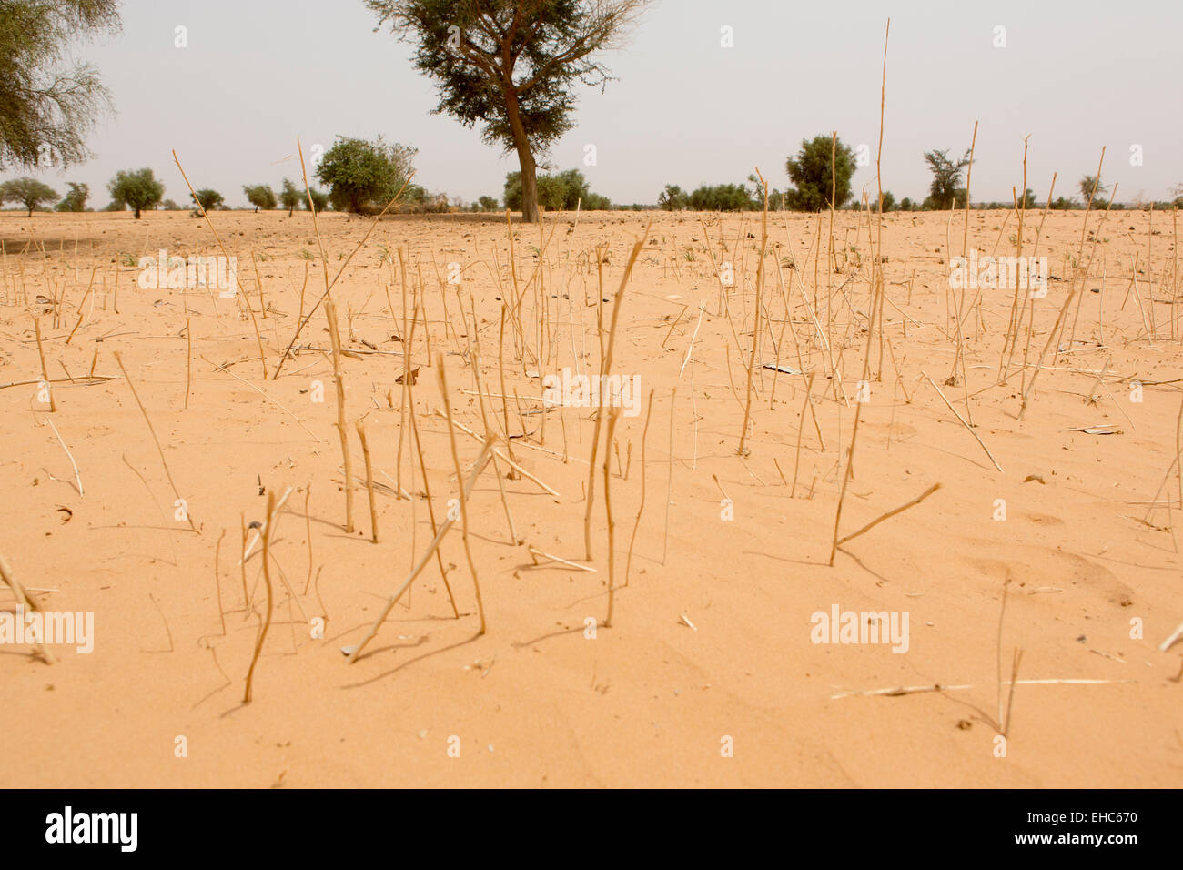 Tera, Niger, Mai 2012: karge Landschaft warten auf Regen. Stockfoto