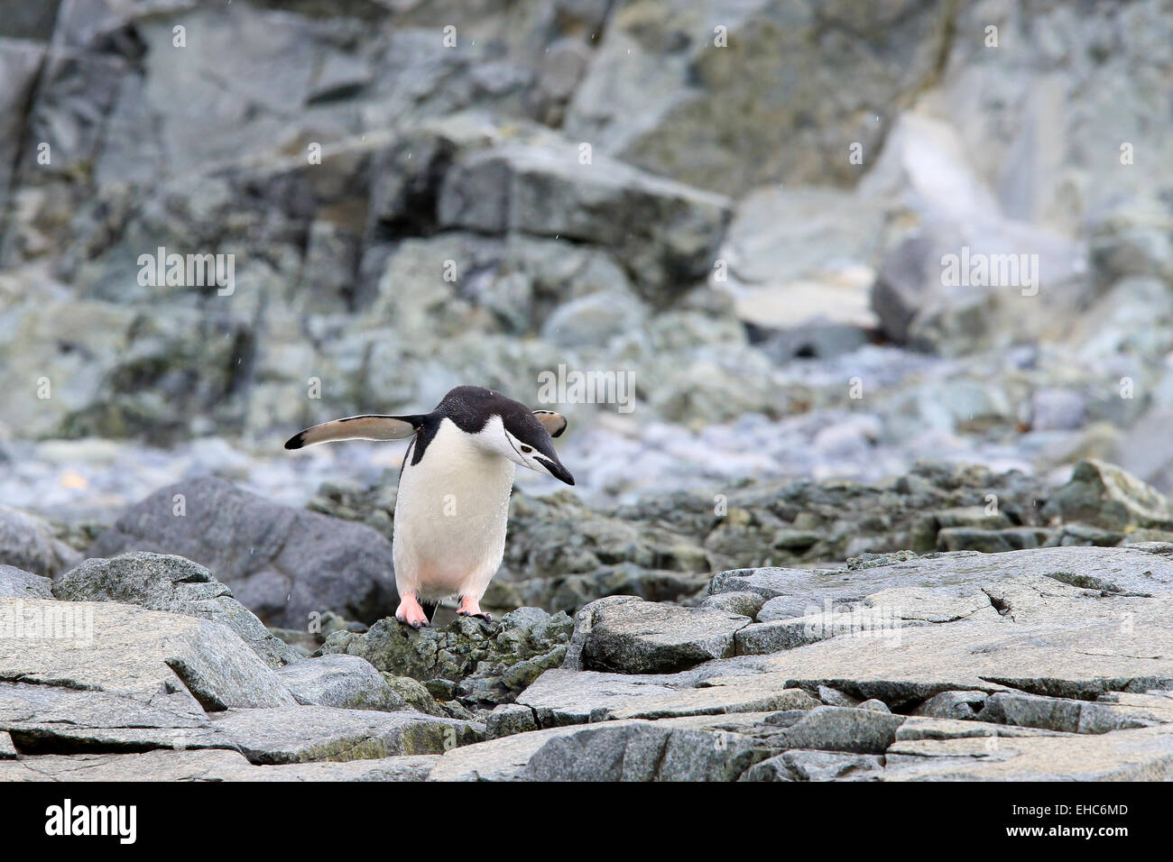 Pinguin, Antarktis, Antarktis. Pinguin Zügelpinguinen (Pygoscelis Antarctica) Stockfoto
