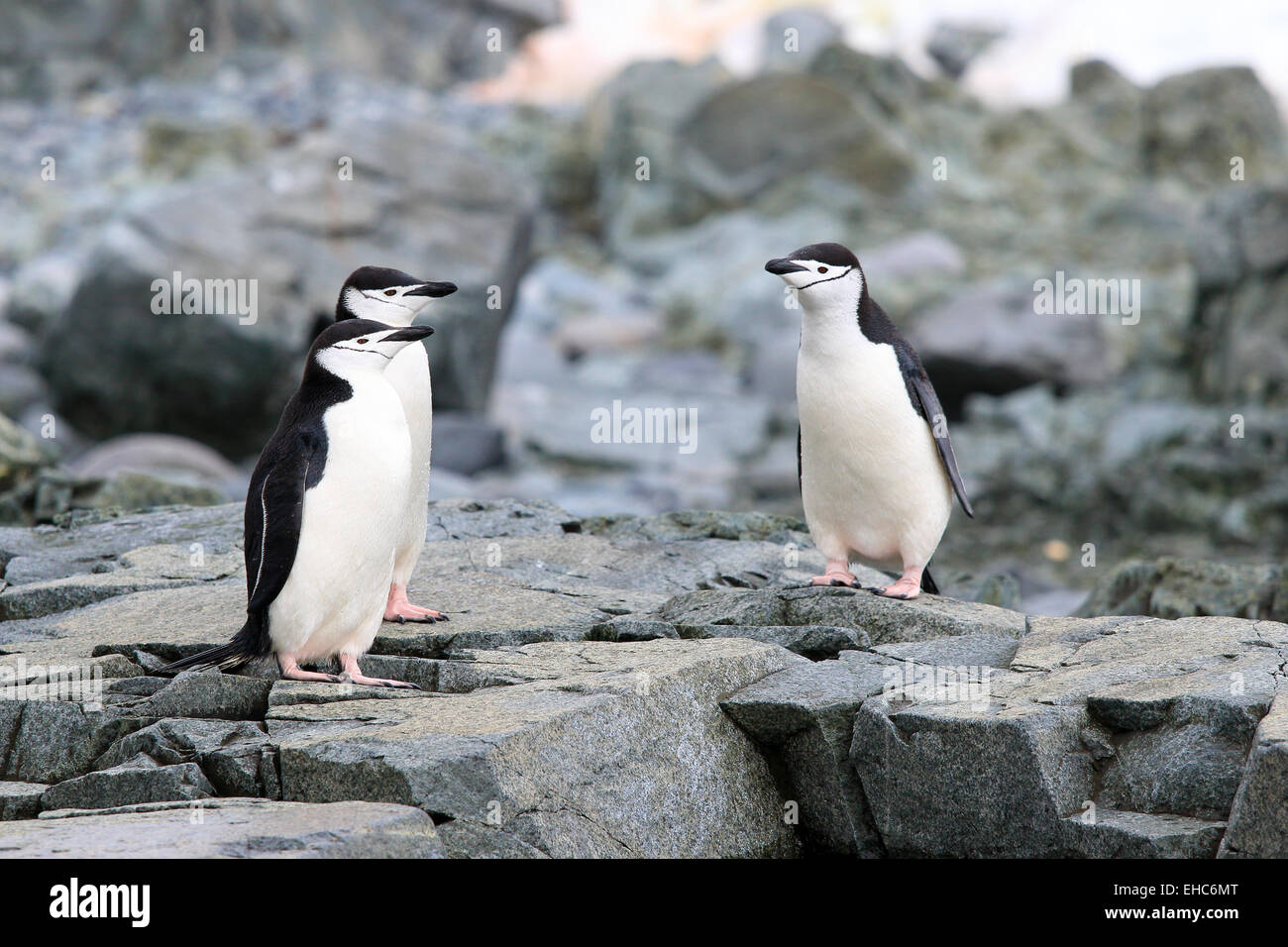 Pinguine, Pinguin, Antarktis, Antarktis. Pinguine Zügelpinguinen (Pygoscelis Antarctica) Stockfoto