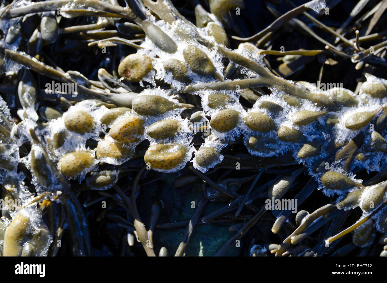 Frost Felgen die Kanten der Rockweed Blase im Acadia National Park an der Küste von Maine. Stockfoto
