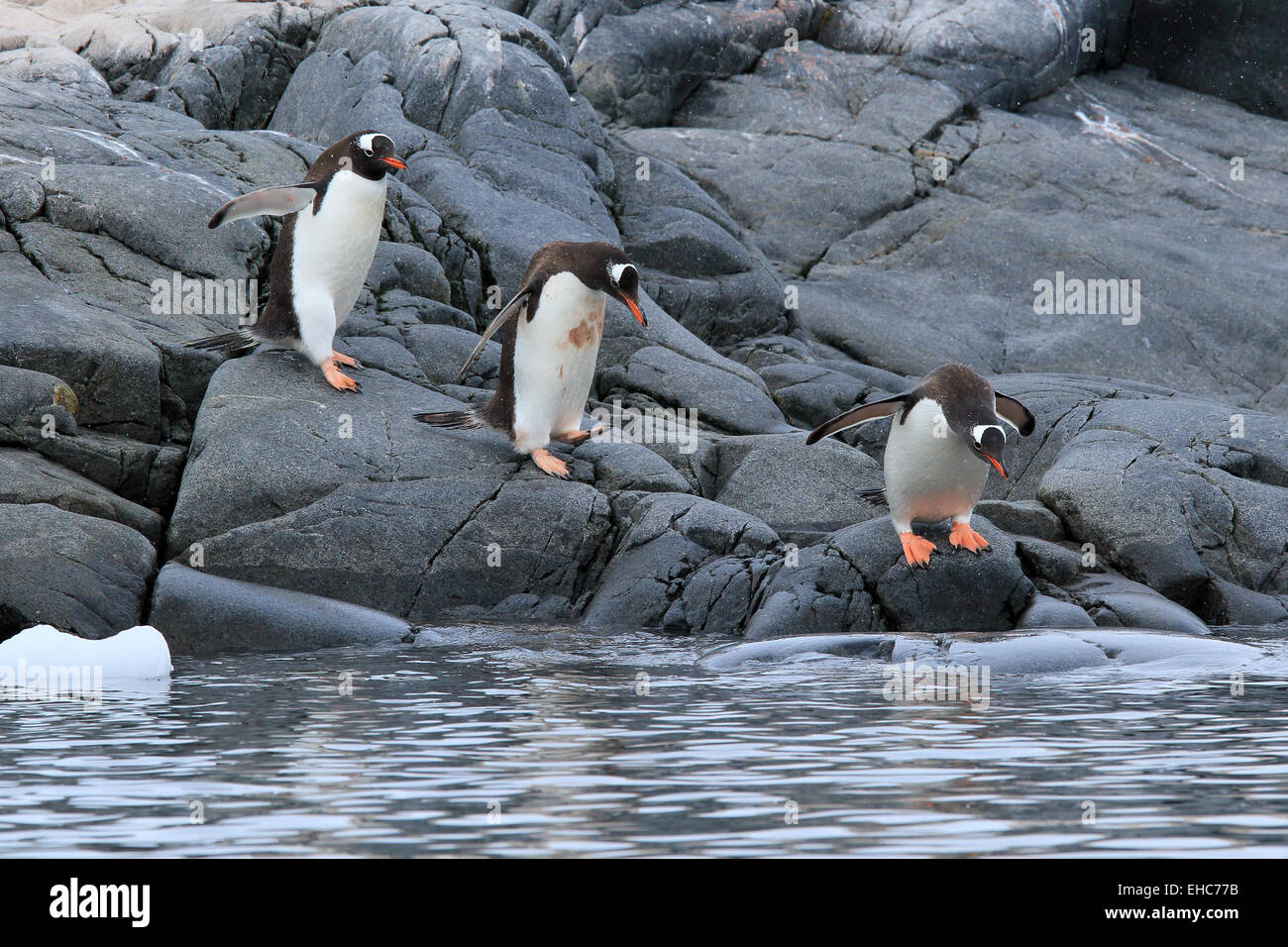 Antarktis Pinguin, Pinguine, Antarktis. Gentoo Penguins (Pygoscelis Papua). Stockfoto
