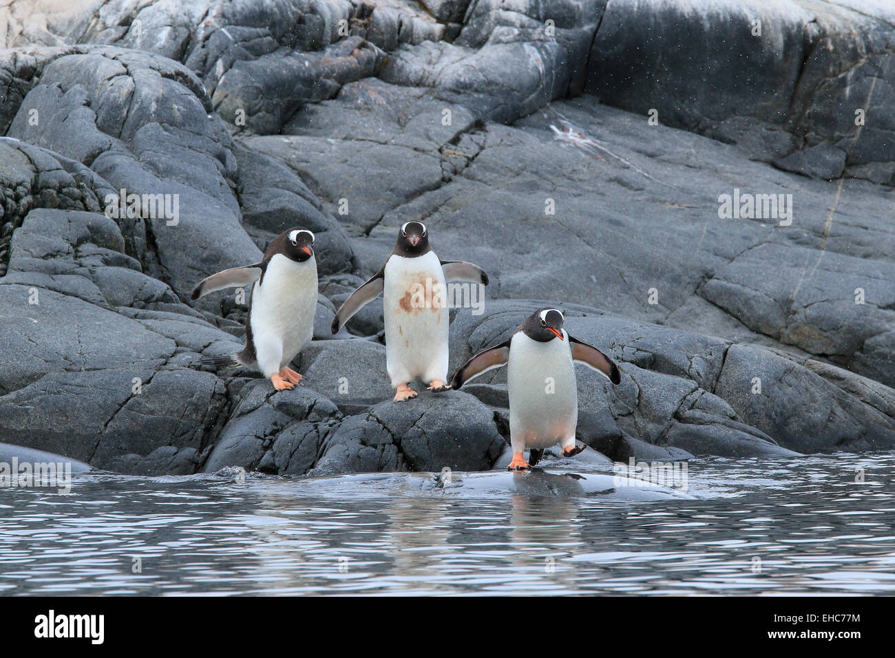 Antarktis Pinguin, Pinguine, Antarktis. Gentoo Penguins (Pygoscelis Papua). Stockfoto