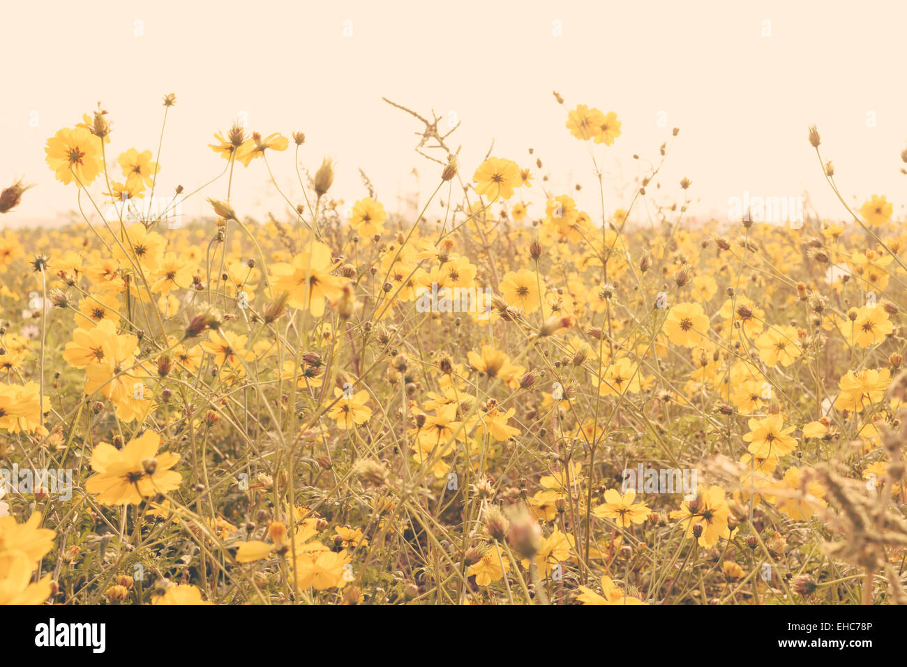 gelbe Blume Feld Wiese Rasen Vintage retro Stockfoto