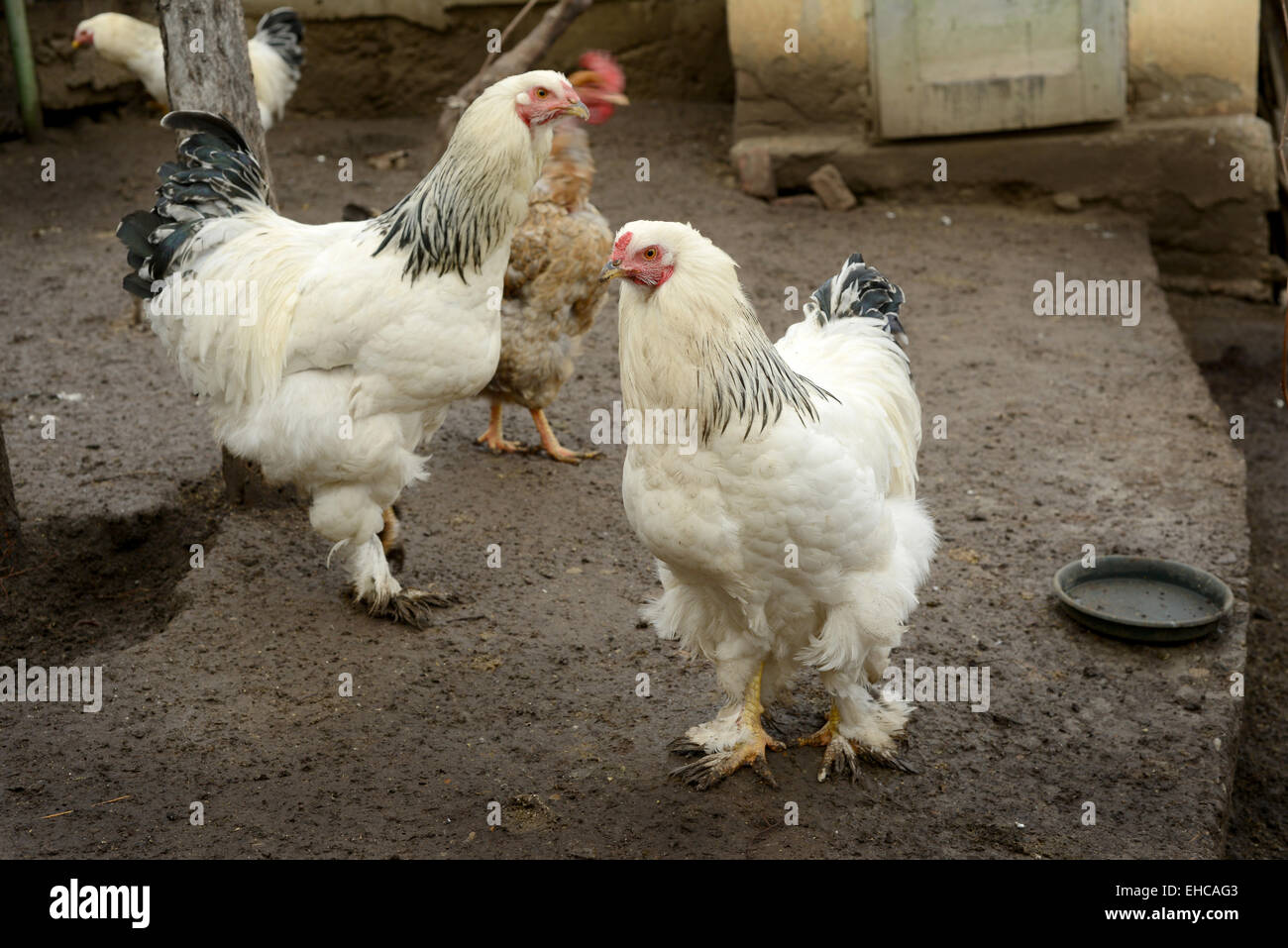 Weißes Huhn Stockfoto