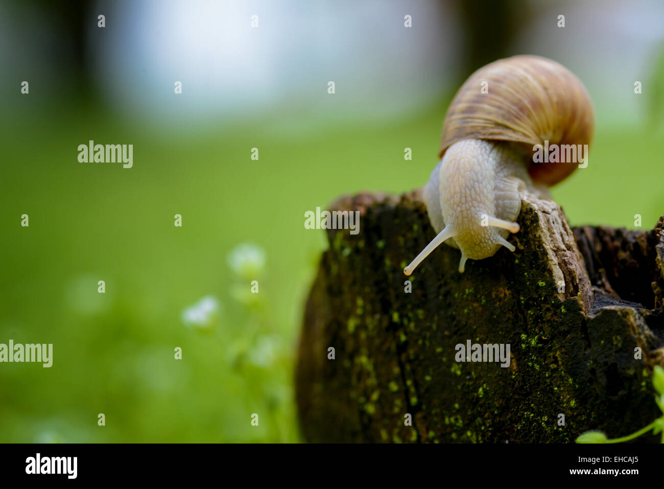 Nahaufnahme der Schnecke auf einem Baumstumpf Stockfoto