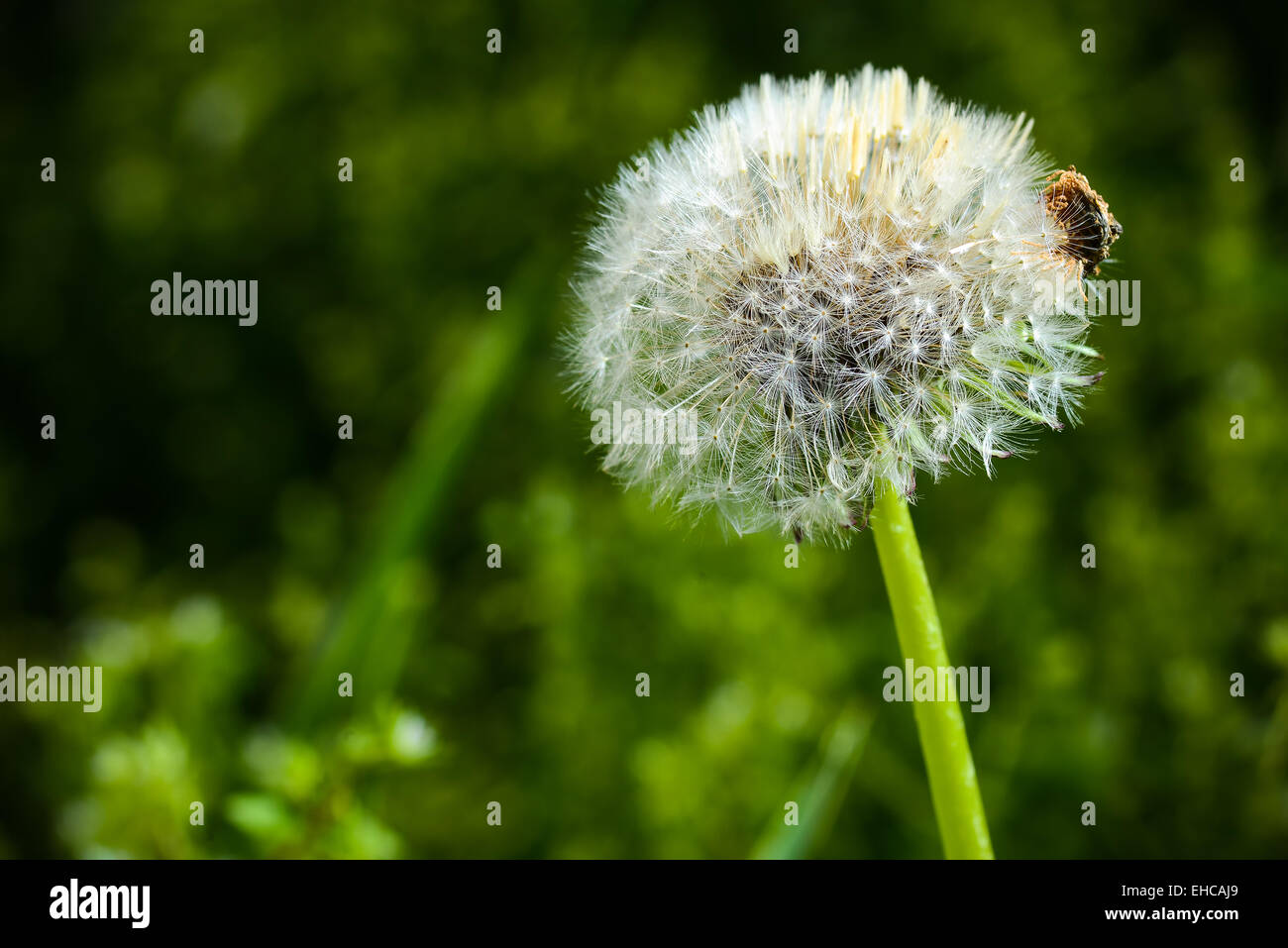 Löwenzahn im Tageslicht weiß Stockfoto