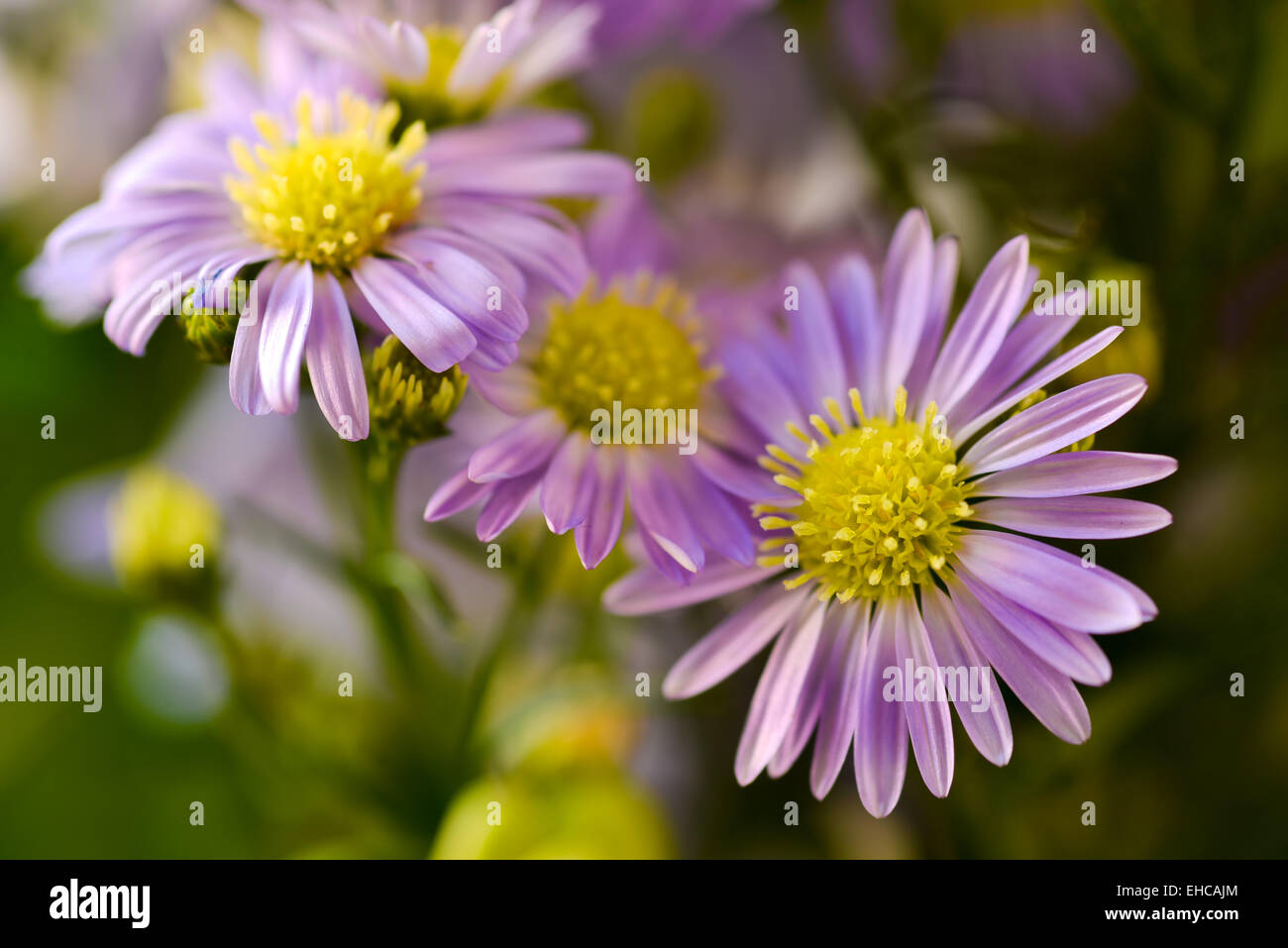 Farbenfrohe Wildblumen Stockfoto