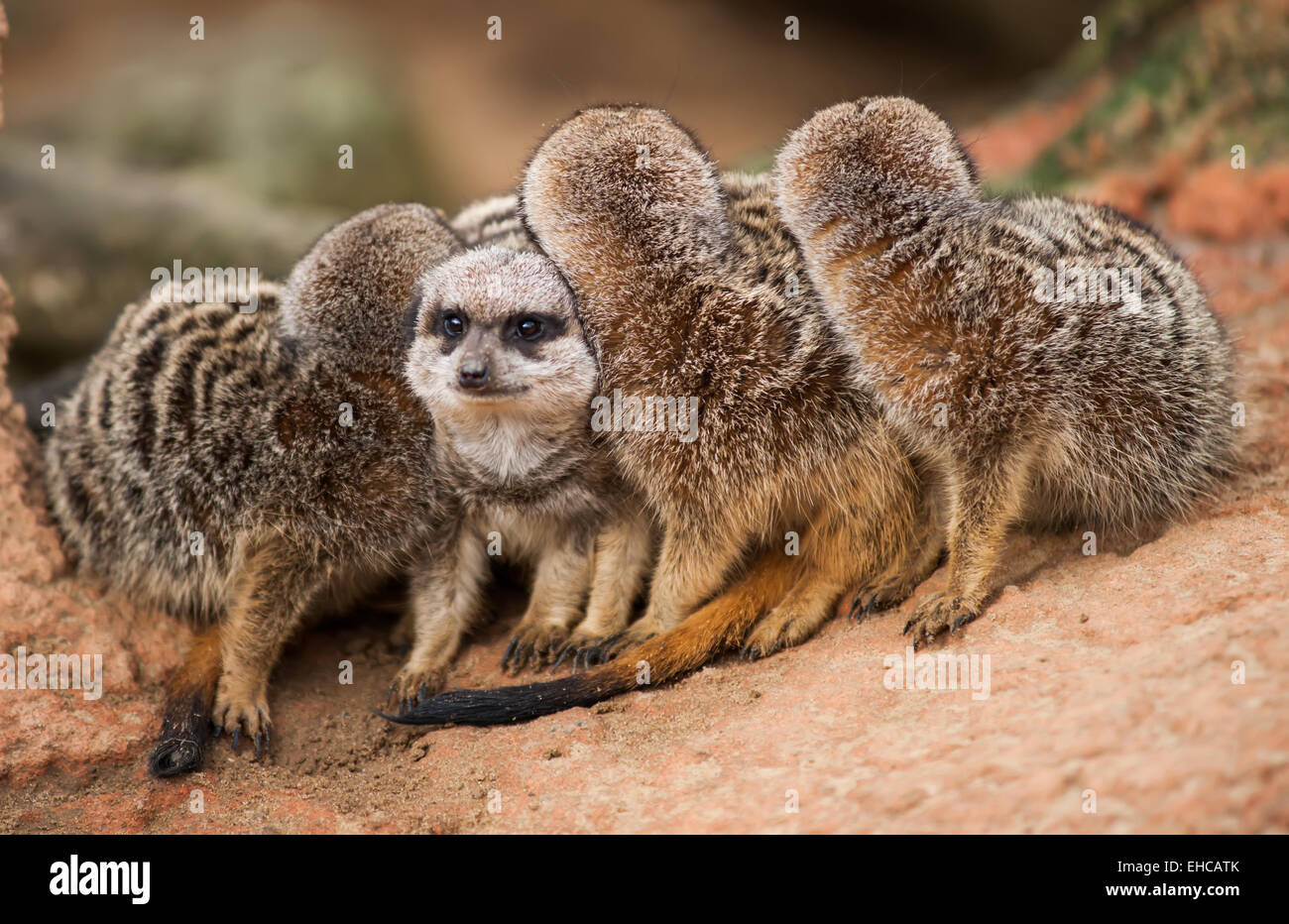 Anders sein: Gruppe von Erdmännchen Ausschau. Tiere in Afrika Stockfoto