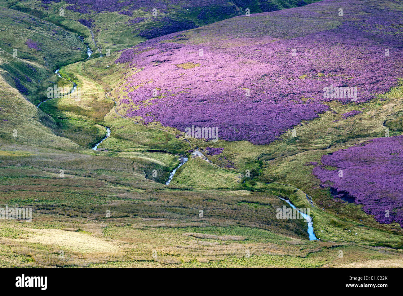 Heather Clad Moor auf Schwarz Ashop Moor, unten Kinder Scout, Peak District, Derbyshire, England Stockfoto