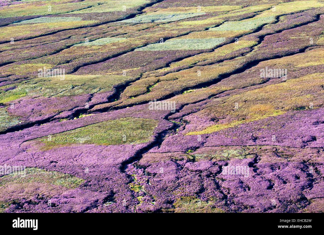 Heather Clad Moor auf Schwarz Ashop Moor, unten Kinder Scout, Peak District, Derbyshire, England Stockfoto