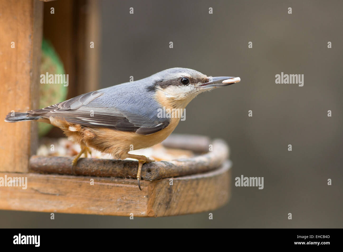 Kleiber mit Essen in Rechnung, die isoliert auf Vogelhäuschen Stockfoto