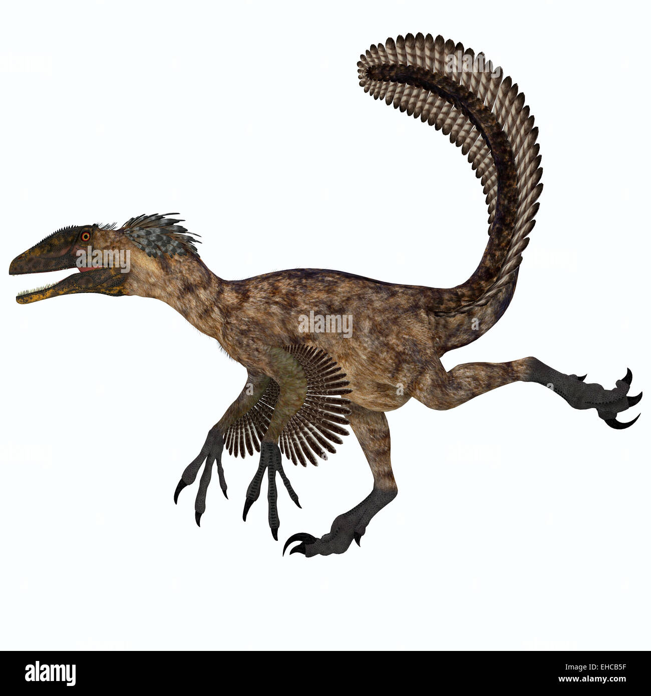 Deinonychus war ein fleischfressender Dinosaurier, der in der Kreidezeit Nordamerikas lebte. Stockfoto