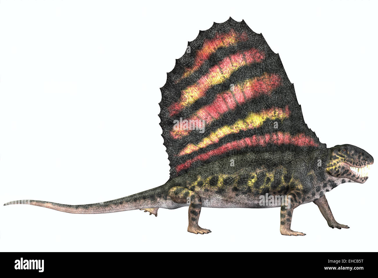 Dimetrodon war ein fleischfressende Säugetier-wie Reptil, das in den Permian Ära von Nordamerika und Europa gelebt. Stockfoto