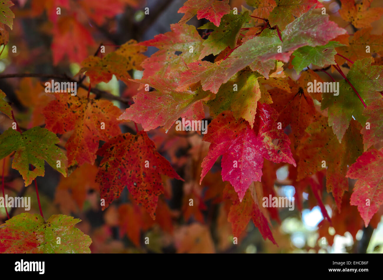 Grüne Blätter rot und Orange im Herbst Stockfoto