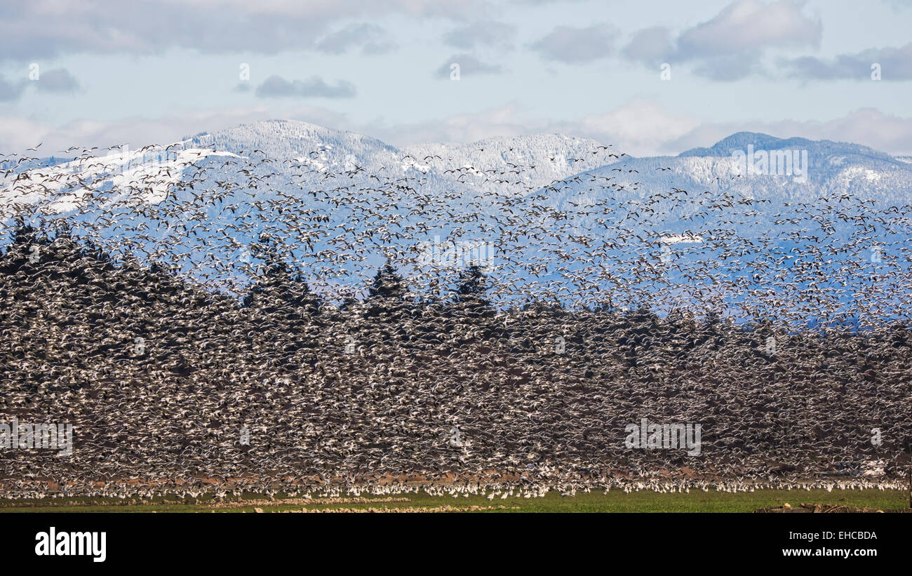 Tausende von Migration von Schneegänsen fliegen im Skagit Valley, Washington.  Cascade Mountains im Hintergrund. Stockfoto