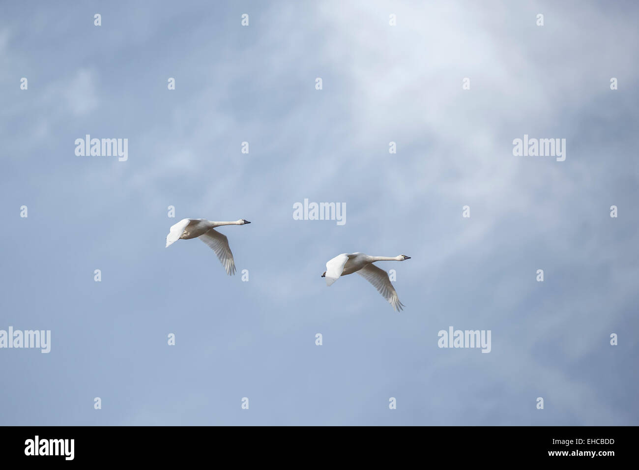 ein paar der Trumpter Schwäne fliegen gegen leichte Wolken & blauer Himmel Stockfoto