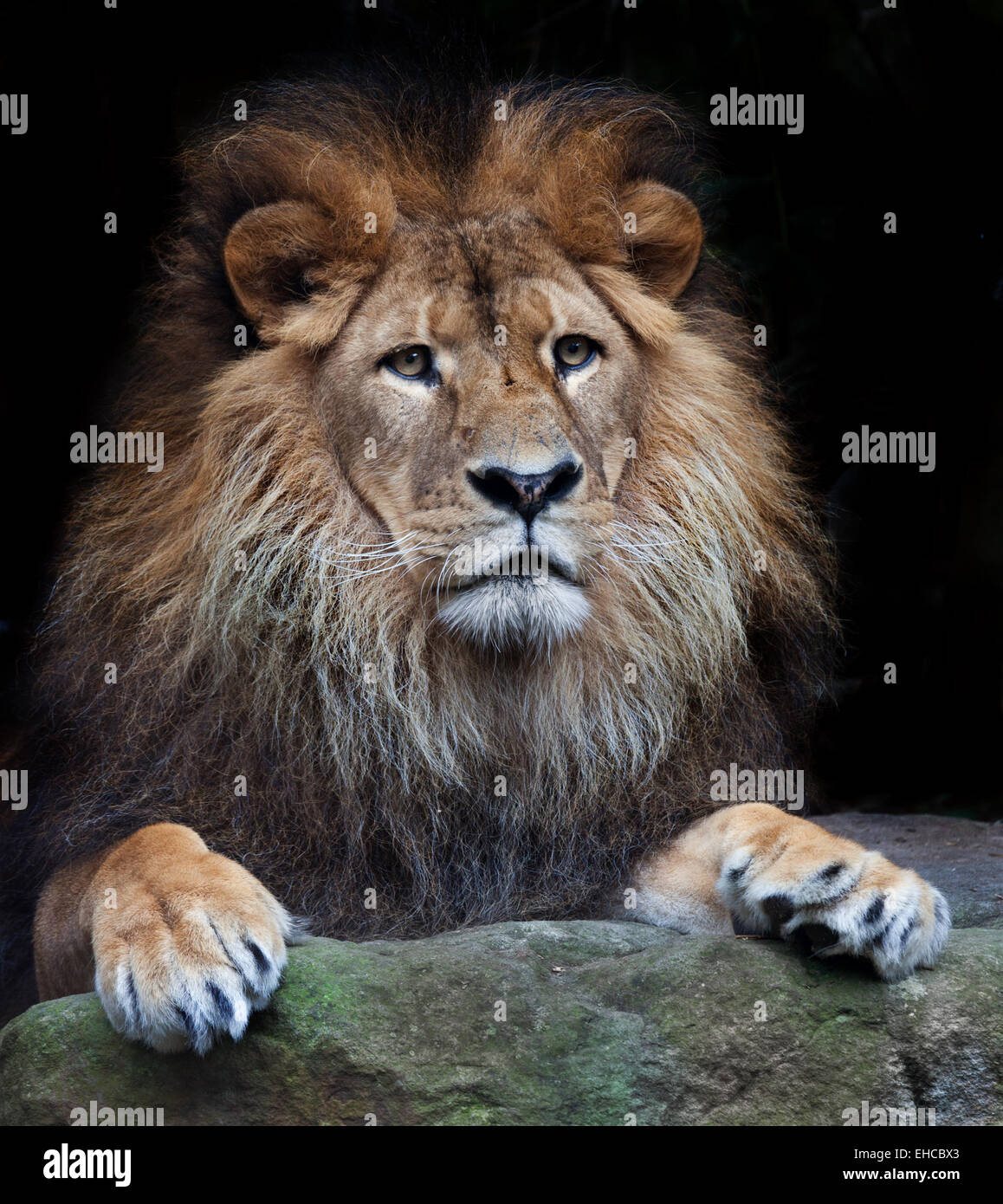 wunderschöne Löwen aus Afrika Stockfoto