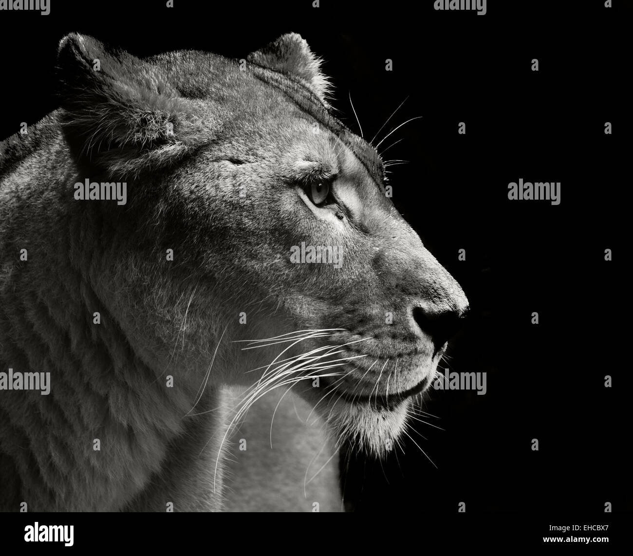 Porträt von einer fantastischen Löwin hautnah Stockfoto