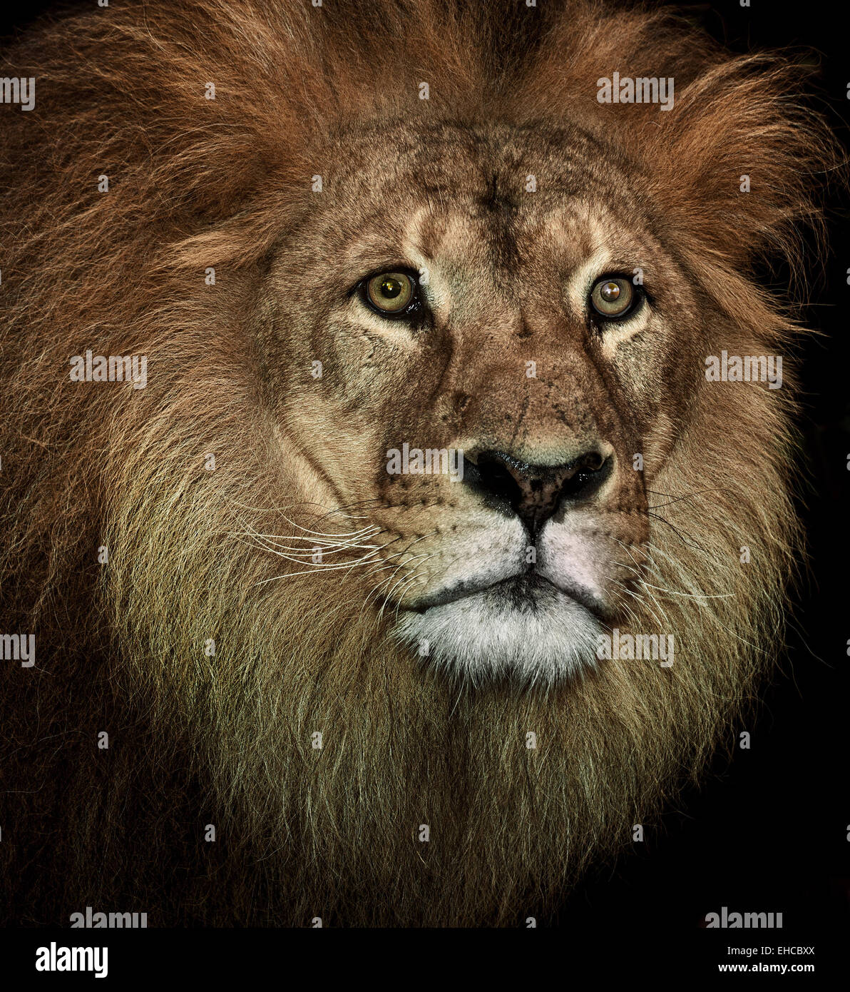 Porträt eines fantastischen Löwen hautnah Stockfoto