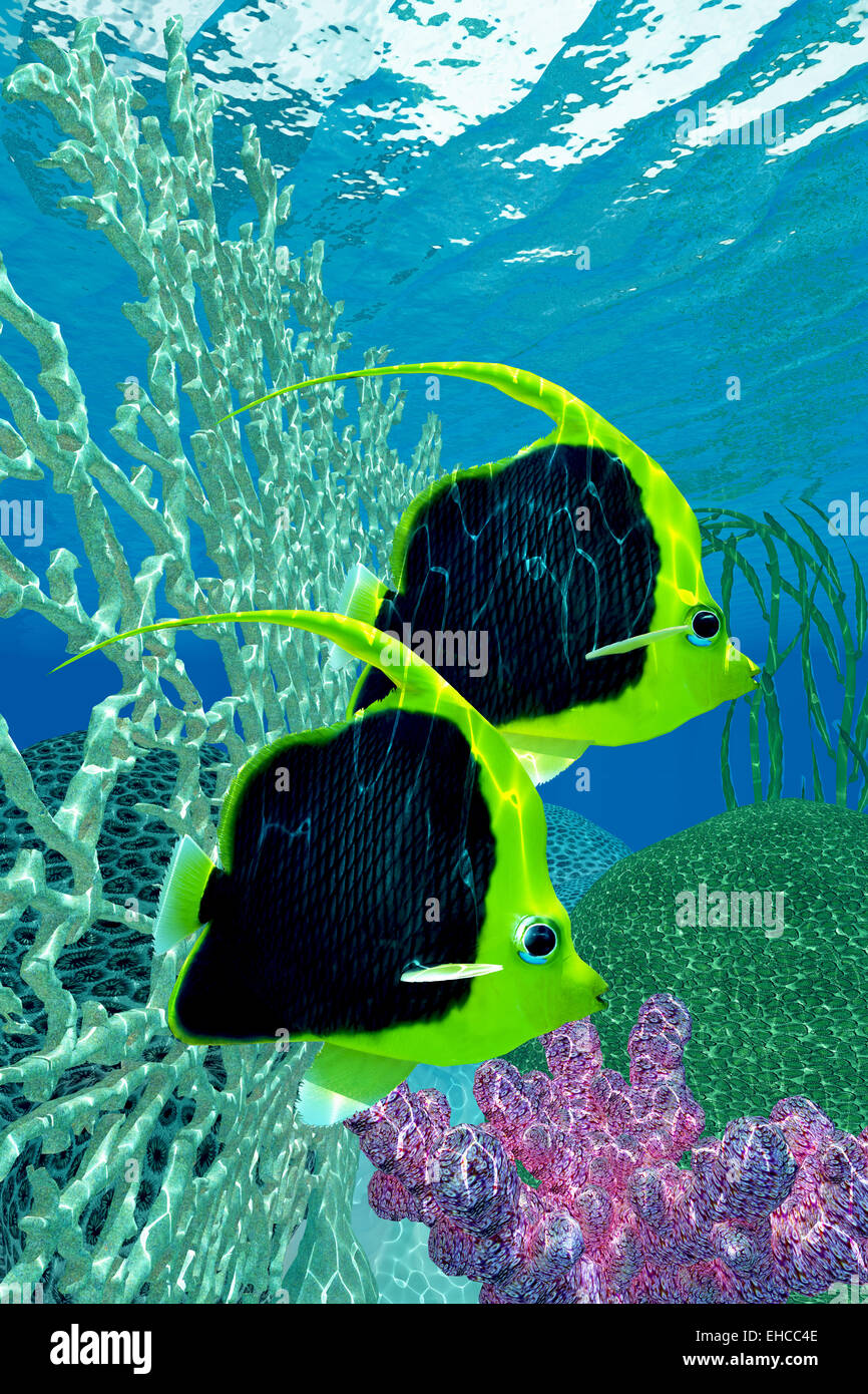Wimpel-Coralfish ist ein sozialer Fisch gefunden im Ocean Reef shoals und ist in erster Linie ein Plankton-Esser. Stockfoto