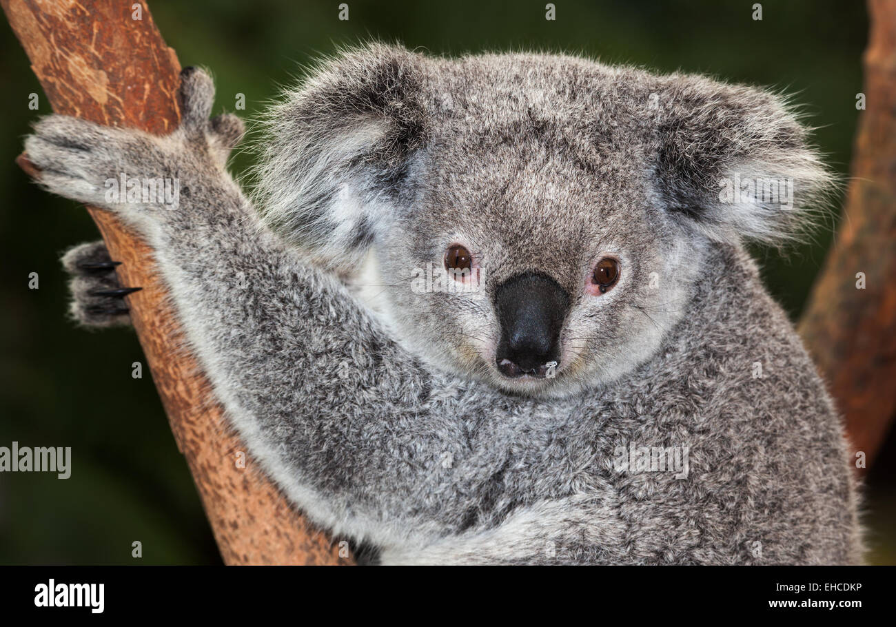 Australisches Beuteltier der Koala. Dieses ist wach, die selten Stockfoto
