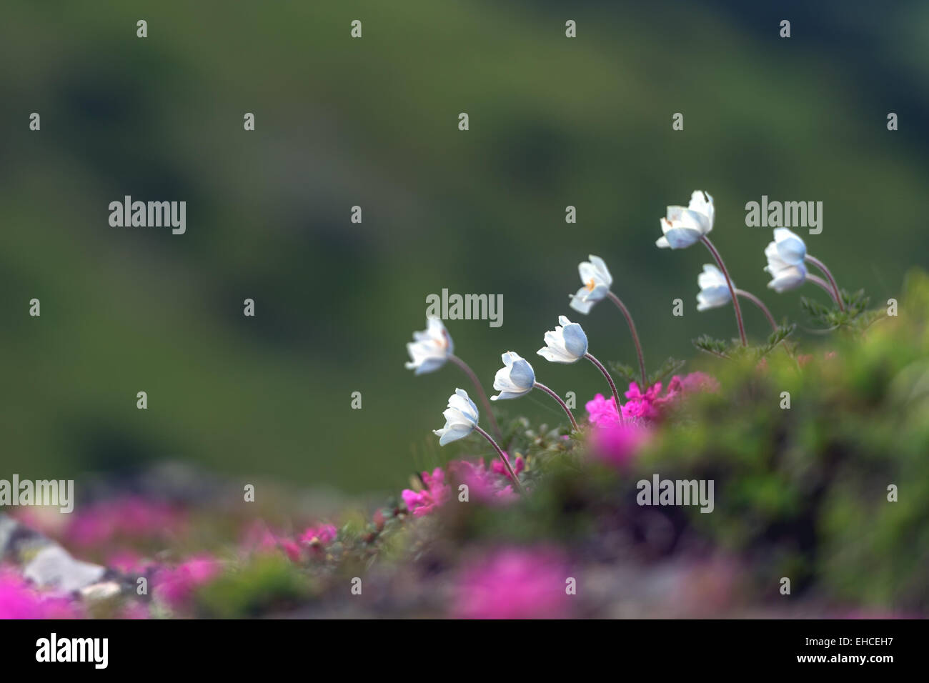 Blumen im Frühjahr Rasen closeup Stockfoto