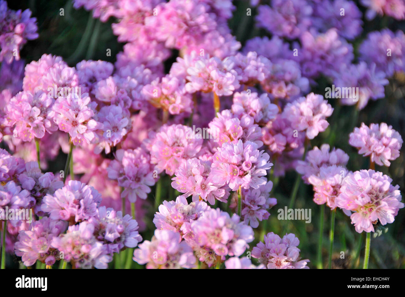 Meer Sparsamkeit Wildblumen (Botanischer Name: Armeria maritima), llanddwyn Island, Whitby, North Wales Stockfoto