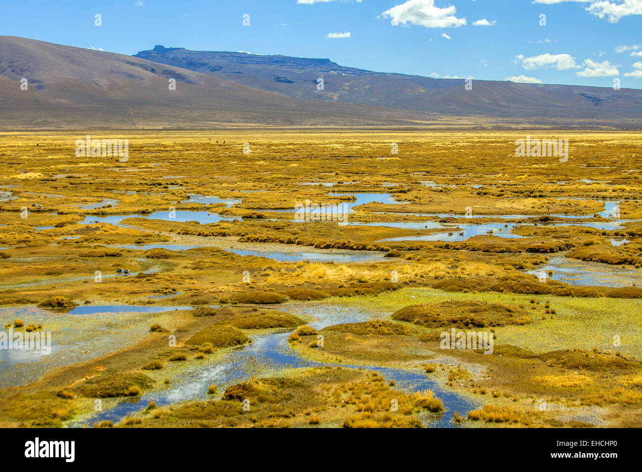Pampa in Peru mit Wasserpfützen Stockfoto
