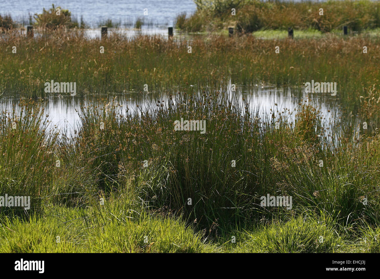 Bodmin Moor, Colliford See Stockfoto