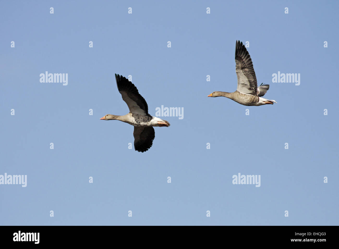 Wildgans am See Dümmer Stockfoto