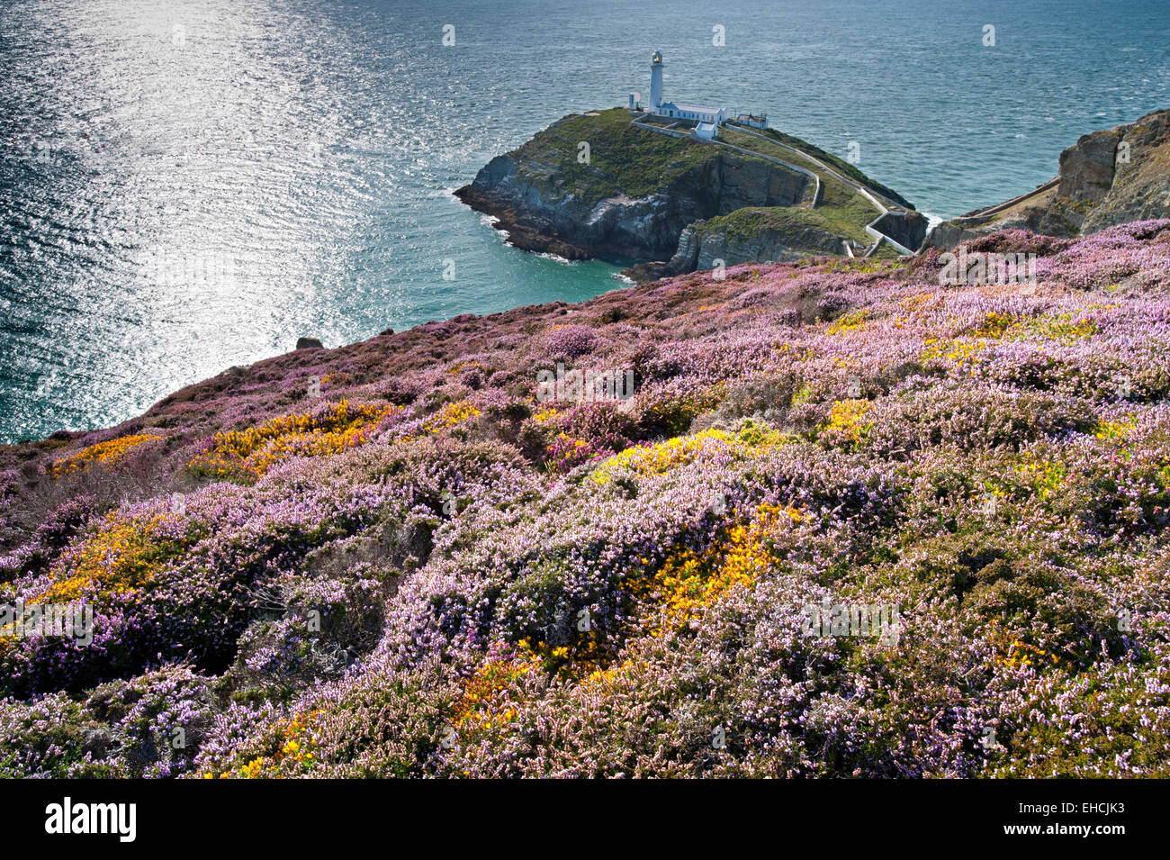 Sommer-Heather an South Stack Leuchtturm, Isle of Anglesey, North Wales, UK Stockfoto