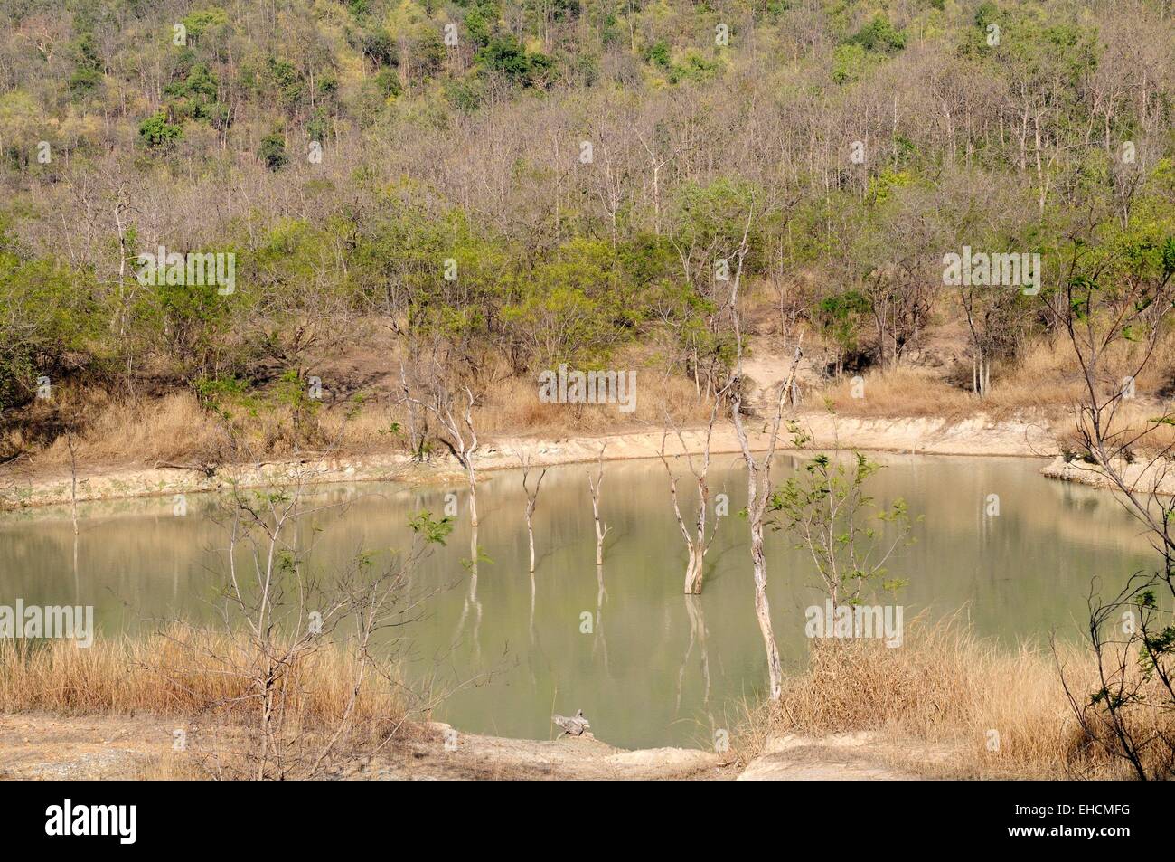 Eine Wasserstelle zu Beginn der Trockenzeit Panna Nationalpark Chhatarpur Madhya Pradesh, Indien Stockfoto
