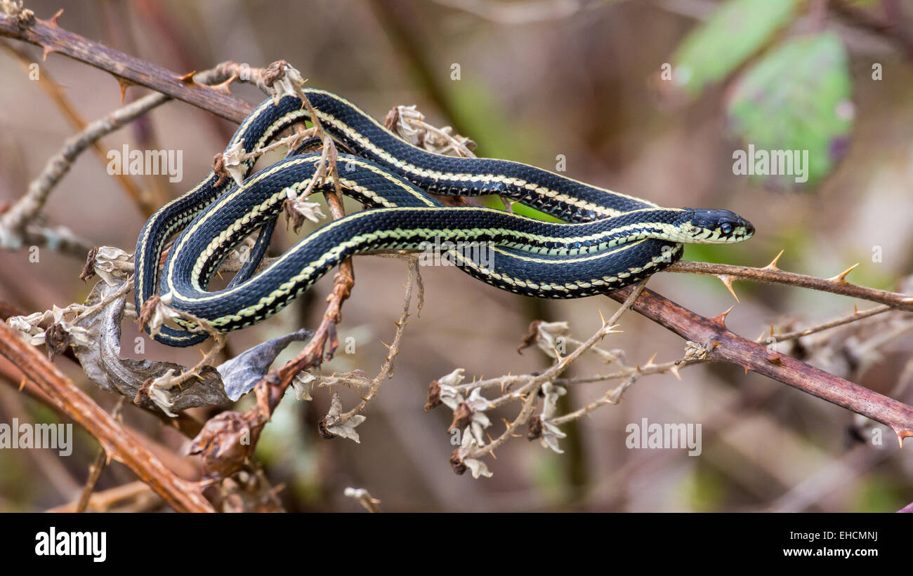 Garter Snake auf einem dornigen Ast Stockfoto