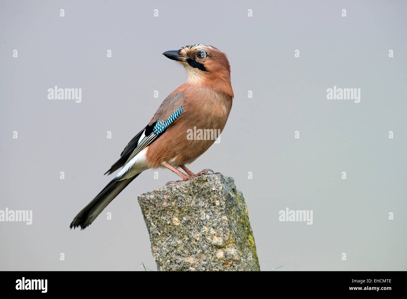 Eichelhäher (Garrulus Glandarius), Tirol, Österreich Stockfoto