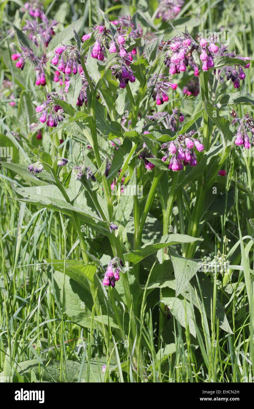 Symphytum officinale Stockfoto