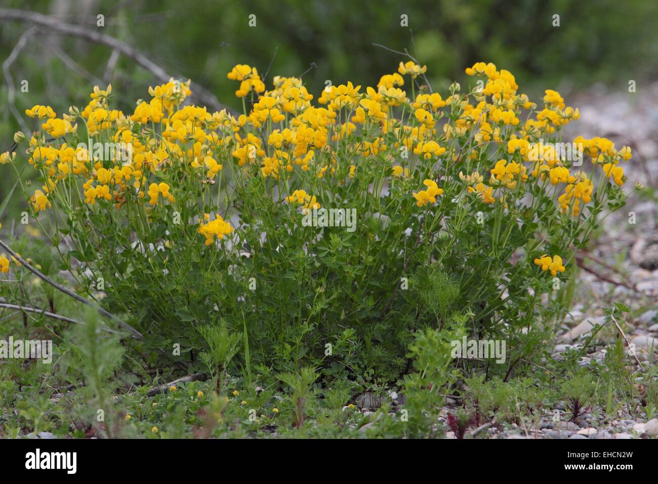 Vogel's – Foot Trefoil, Lotus corniculatus Stockfoto