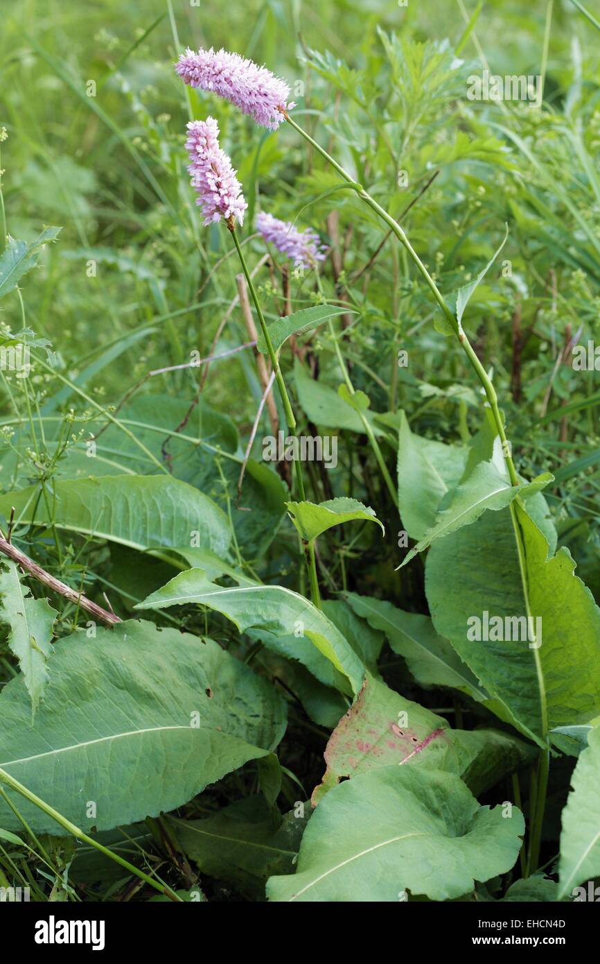 Polygonum bistorta Stockfoto