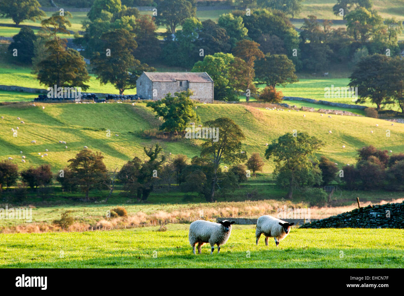 Eine hügelige Landschaft, in der Nähe von Worton, Wensleydale, Yorkshire Dales National Park, Yorkshire, England, Vereinigtes Königreich Stockfoto